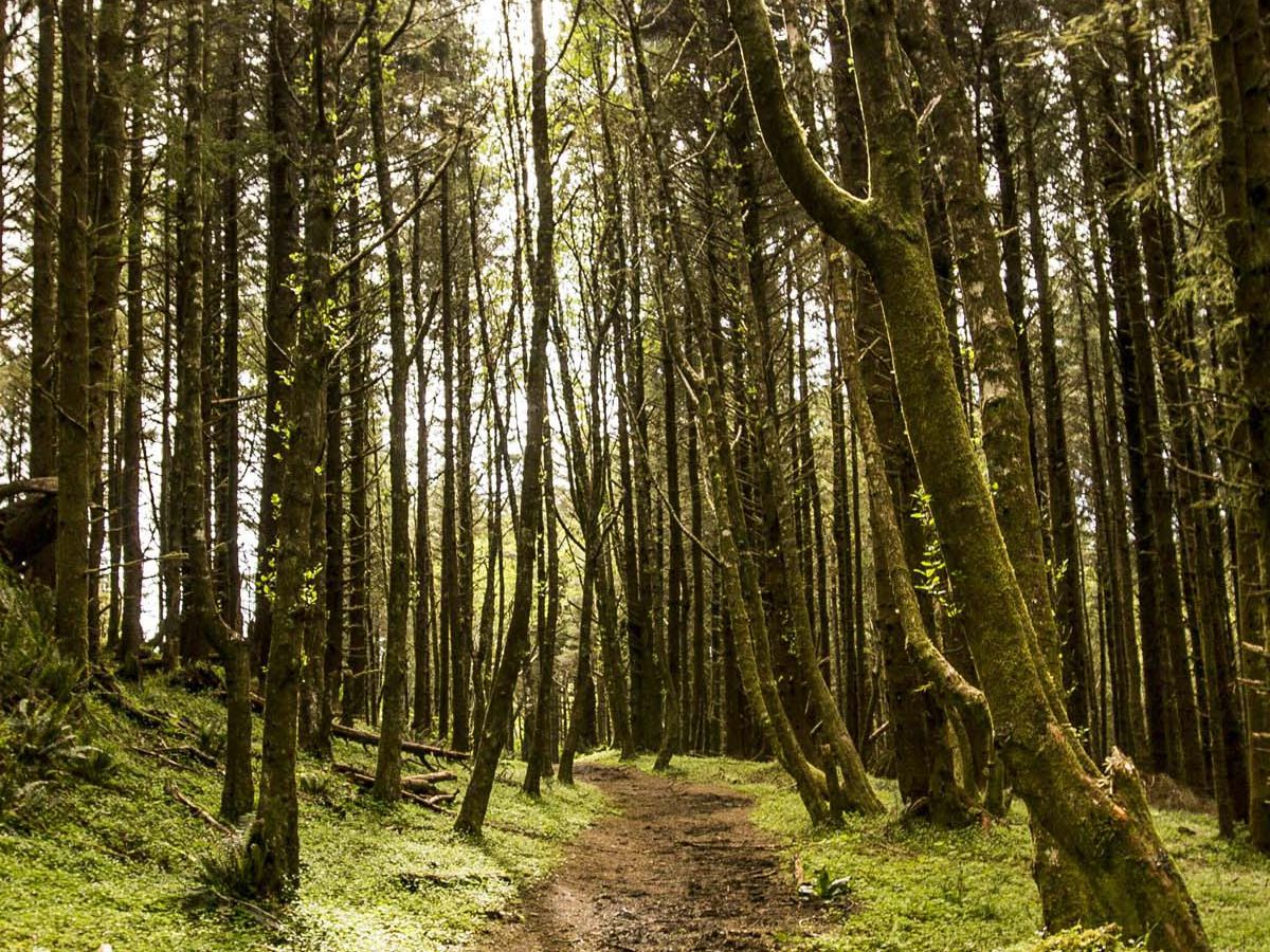 A protected forest at The Nature Conservancy's Cascade Head Preserve