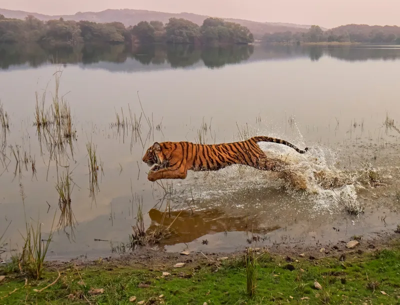 A tiger moving through shallow water